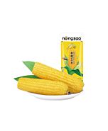 DBNS Brand Yellow Waxy Corn 200g